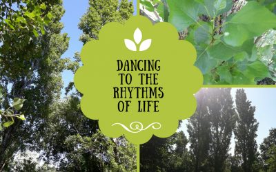 Having solid roots & dancing to the rhythms of life