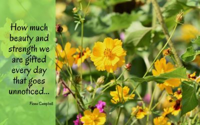 Noticing the small beauties and gifts that the Universe sends to us every day