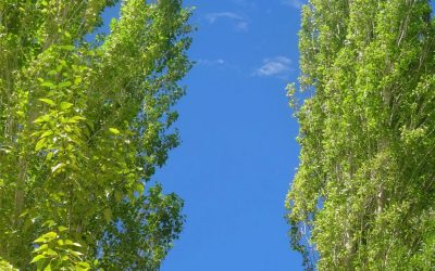 What the Poplar Trees Taught Me About Being Rooted