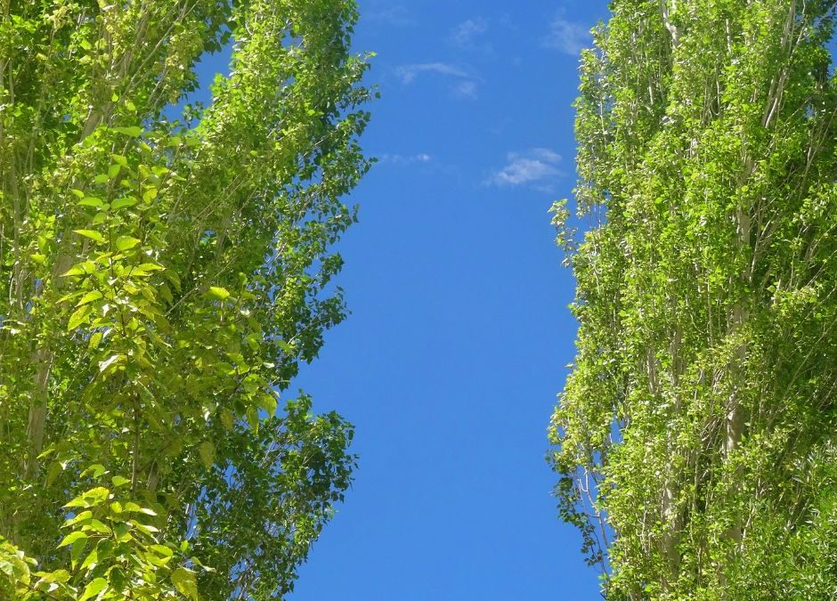 What the Poplar Trees Taught Me About Being Rooted